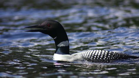 01-May-2023 ... To do the loon whistle or bird call whistle, put your right hand parallel over your left palm, then interlock your hands together, allowing your ...